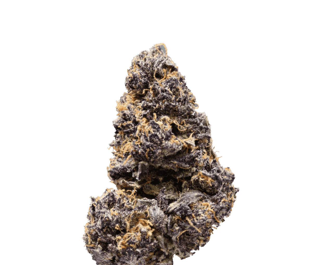 420 Evolution MFG 27/1 - Modified Grapes 420 Evolution MFG 27/1 - Modified Grapes