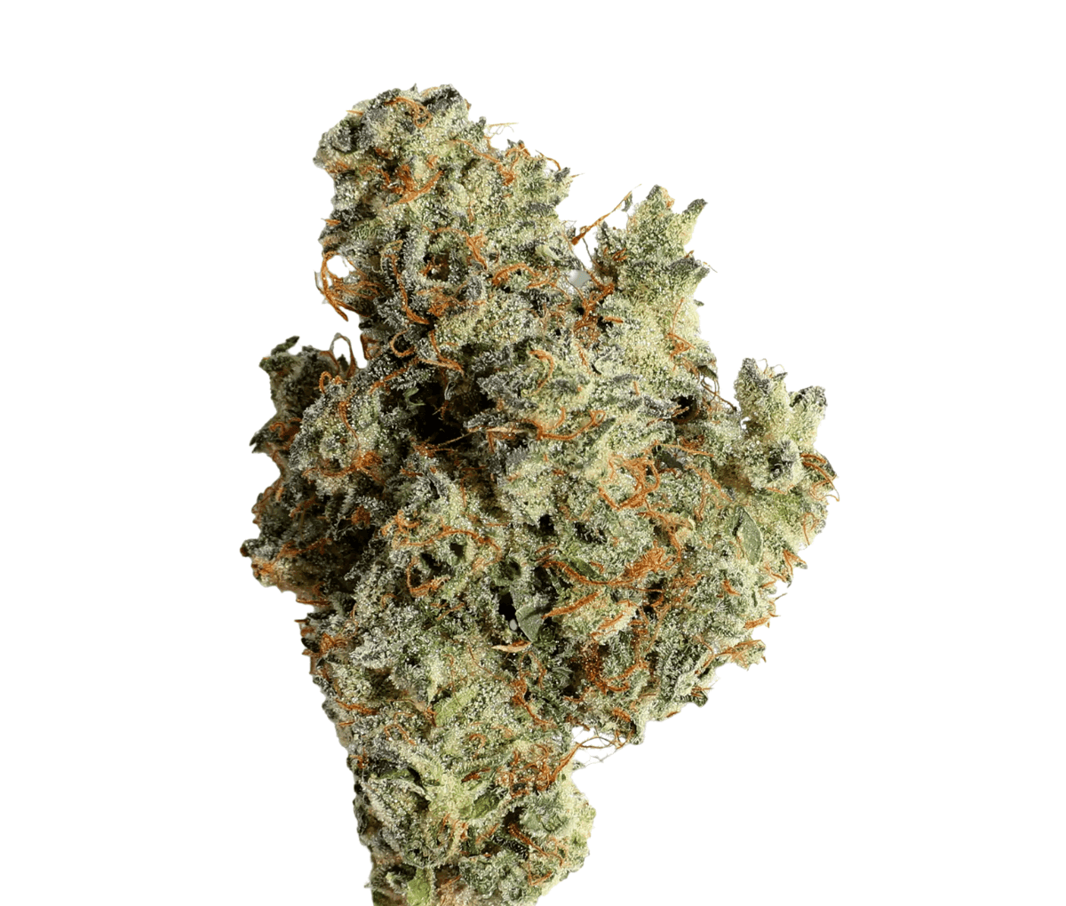 Remexian WTF 24/1 MIC SGC Sugar Cookies