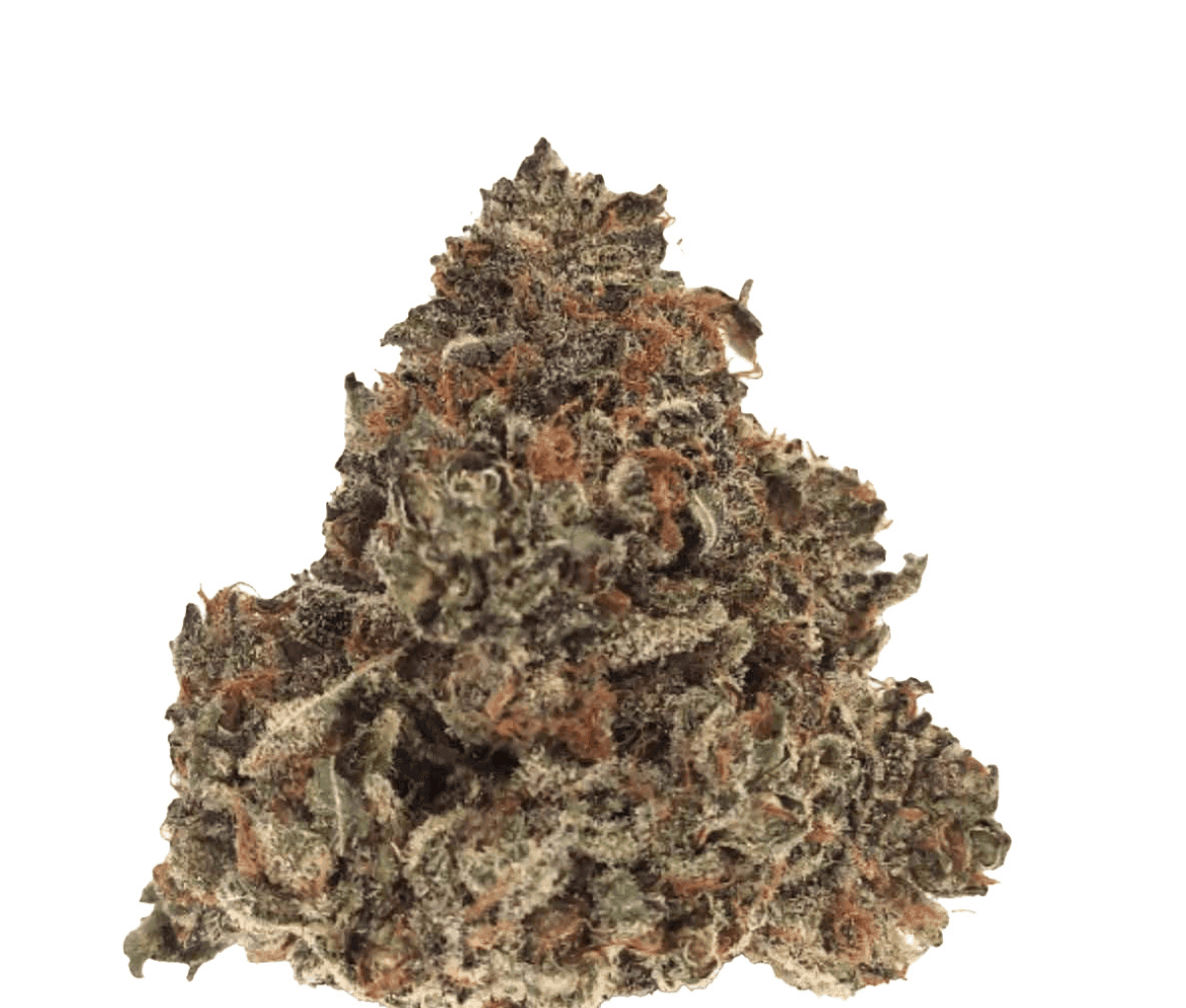 Nimbus easy 22/1 - Gelato Nimbus easy 22/1 - Gelato