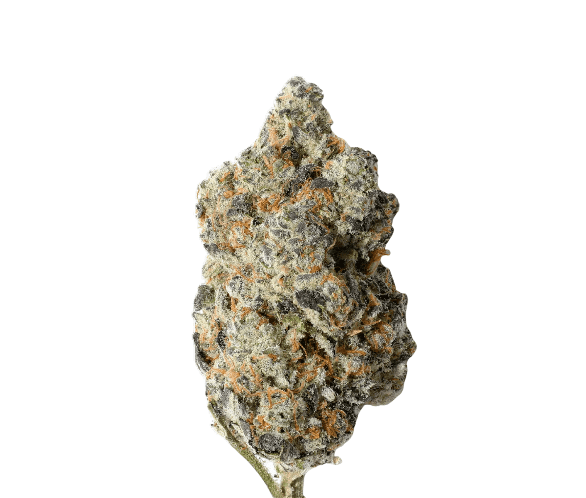 Enua 25/1 WCK CA 100 - LA Kush Cake