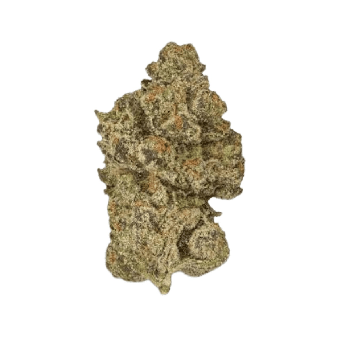 Bud Jet 21/1 SUS - Sunset Sherbert I Cannazen