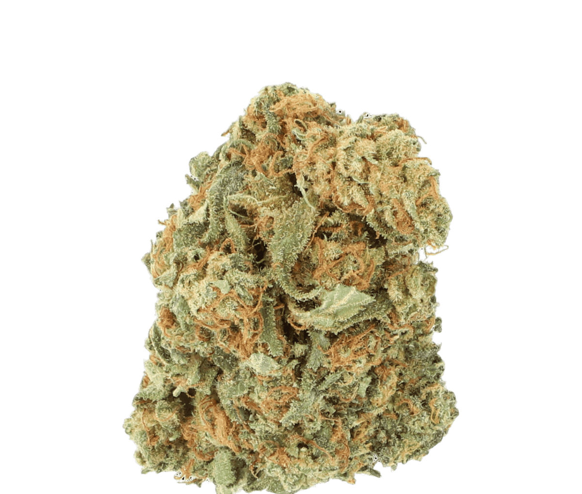 Cannamedical Balanced forte - Mango Haze