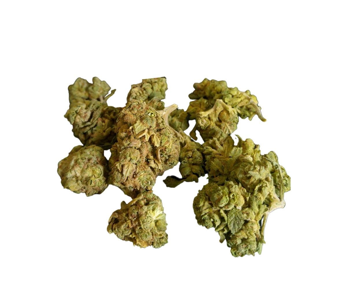 Aphria Typ 2 - Great Bear